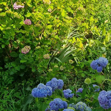 Vue Sur Jardin * Lourdes
